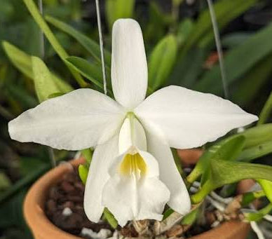 Laelia praestans f alba for sale in Australia