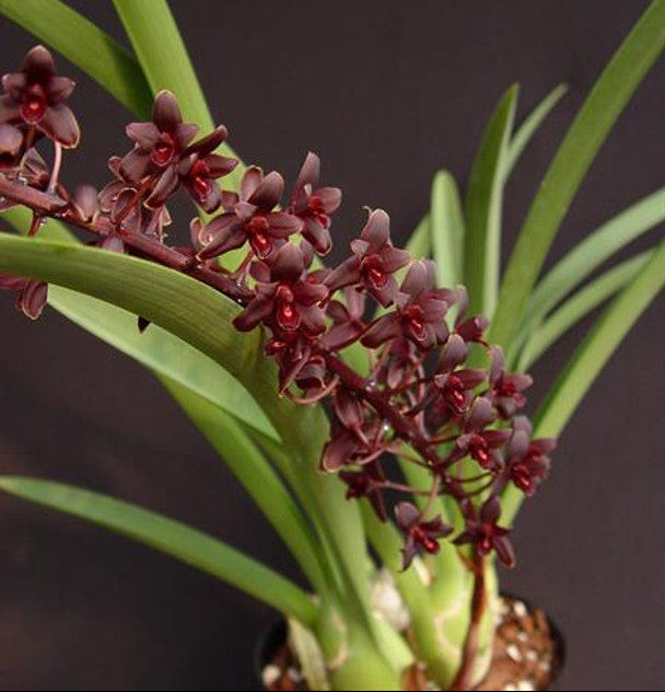 Black orchid - cymbidium - primary hybrid