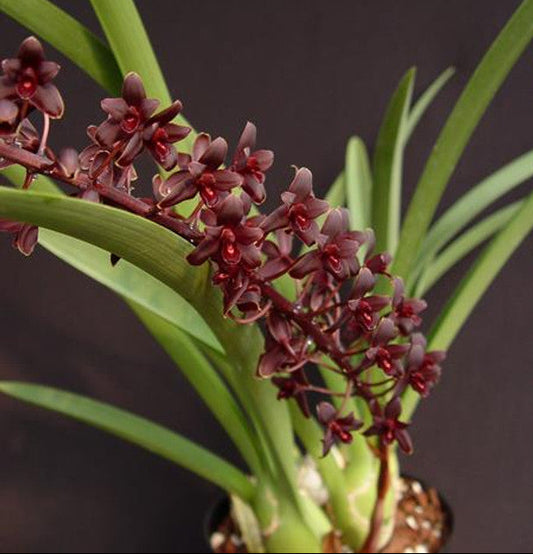 Black orchid - cymbidium - primary hybrid