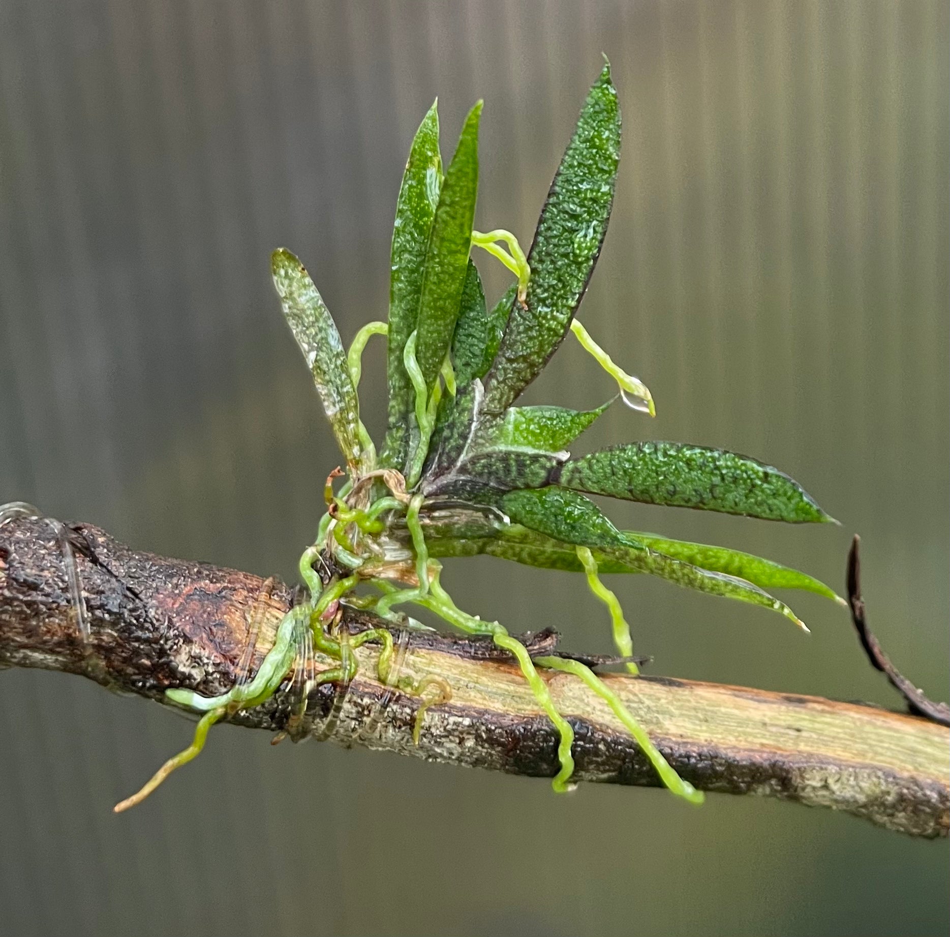 Macroclinium aurorae orchid for sale Australia