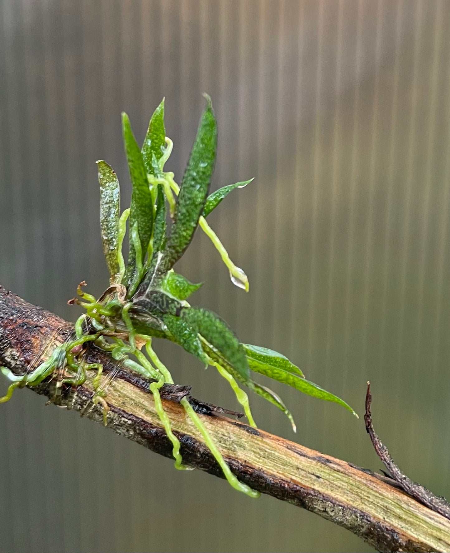 Macroclinium aurorae orchid growing on a twig for sale, available for purchase Australia