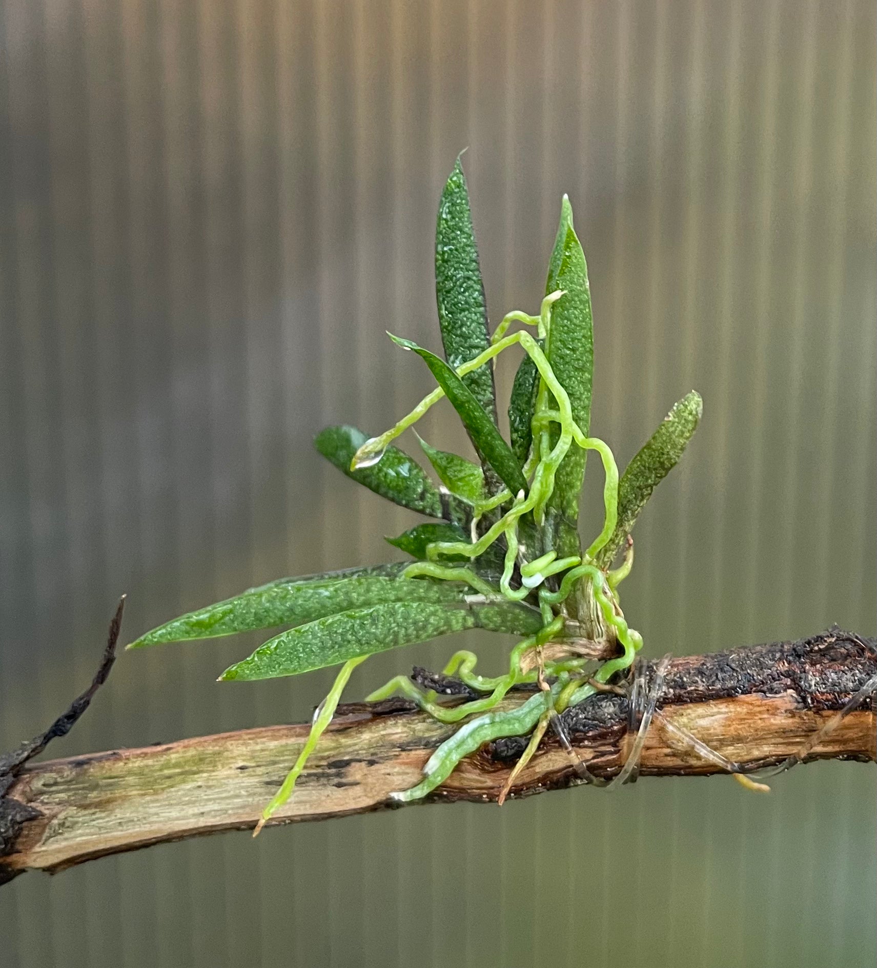 Macroclinium aurorae orchid growing on a twig for sale, available for purchase Australia