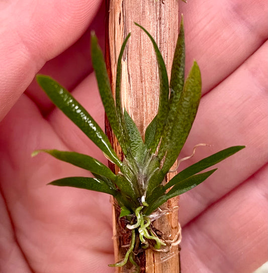 Macroclinium aurorae mature plant, fingers in background for size comparisent