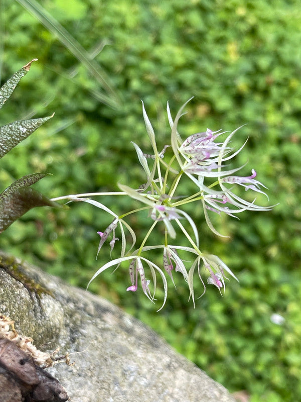 Macroclinium aurorae flower display