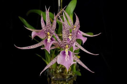 # Miltassia Charles M Fitch ‘Izumi' - hybrid - orchid