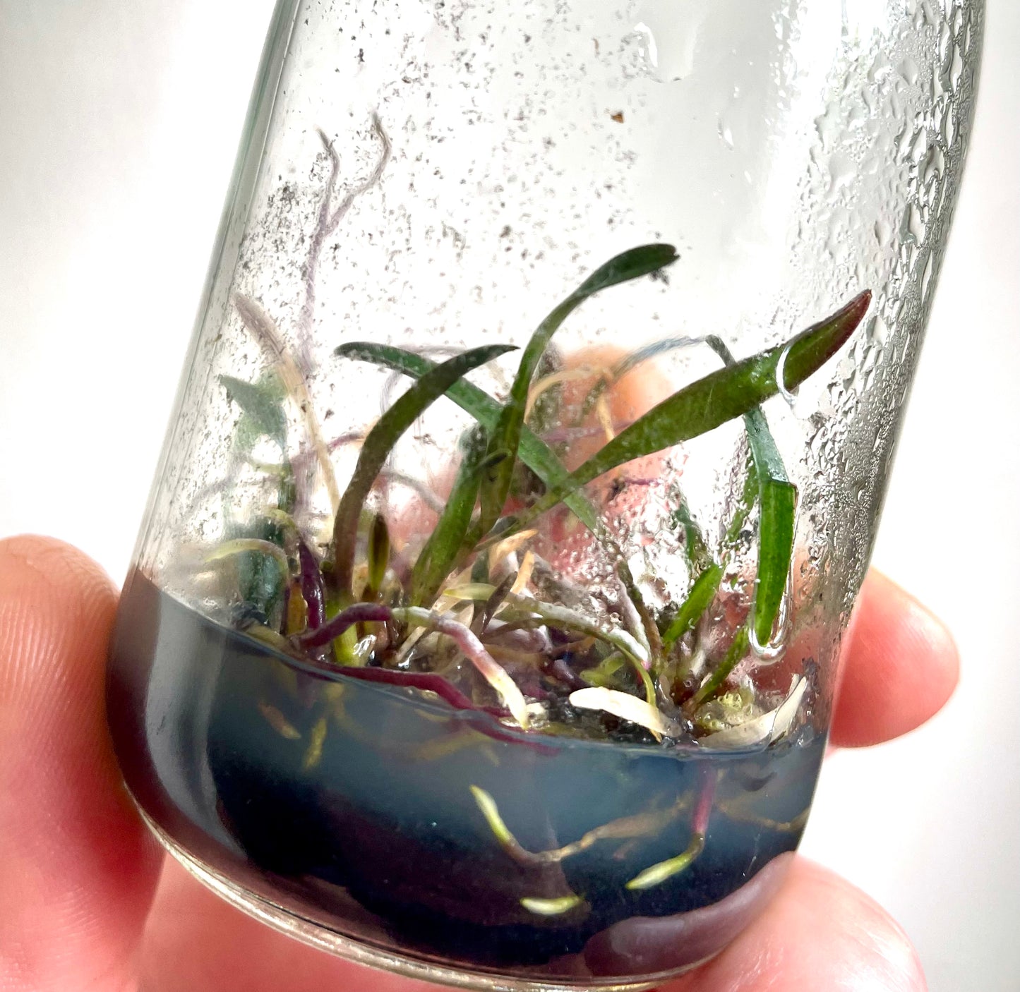 Neocogniauxia monophylla micro hobby flask of 5 plants available for purchase in Australia