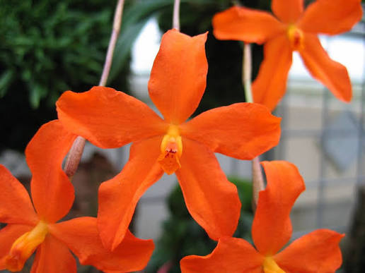 Neocogniauxia monophylla - species - orchid