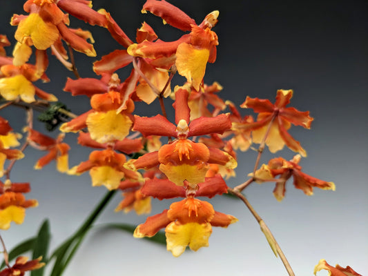 # Odontocidium Sunny Daze 'Hilo Bay’ - hybrid - orchid