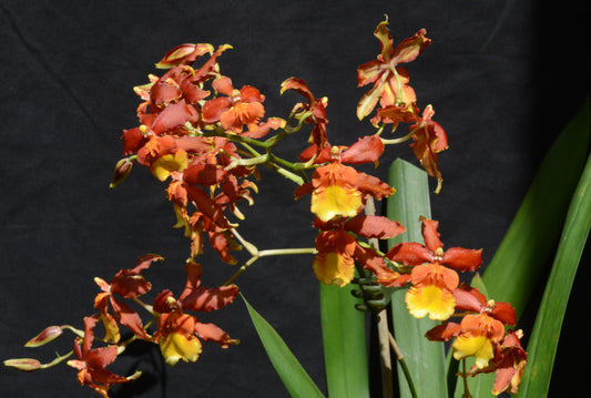 # Odontocidium Sunny Daze 'Hilo Bay’ - hybrid - orchid