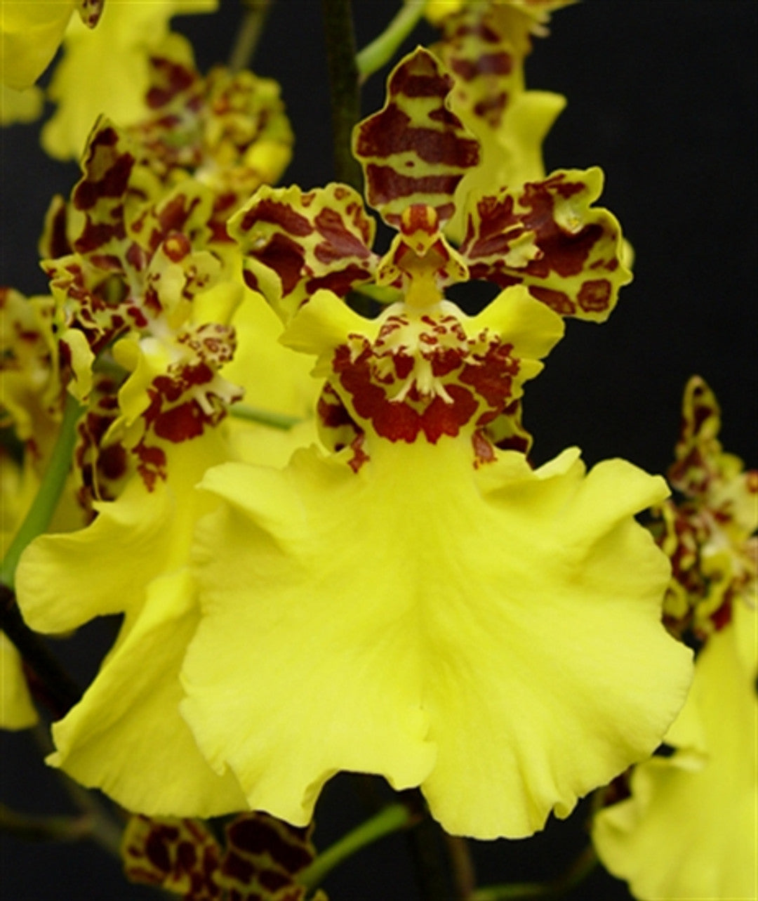 Oncidium Jiuhbao Gold 'Tainan' hybrid yellow Oncidium with large flowers