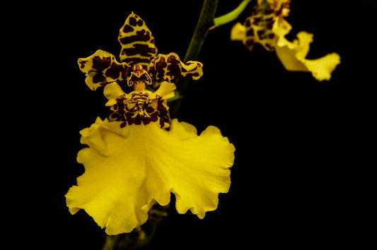Oncidium Jiuhbao Gold 'Tainan' hybrid yellow Oncidium with large flowers