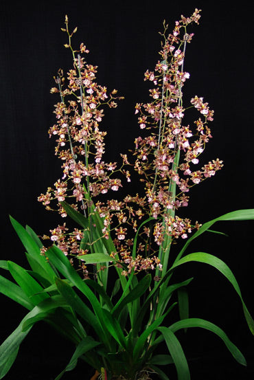 Oncidium Ruth's Rainbow 'Over the Rainbow' - hybrid - orchid