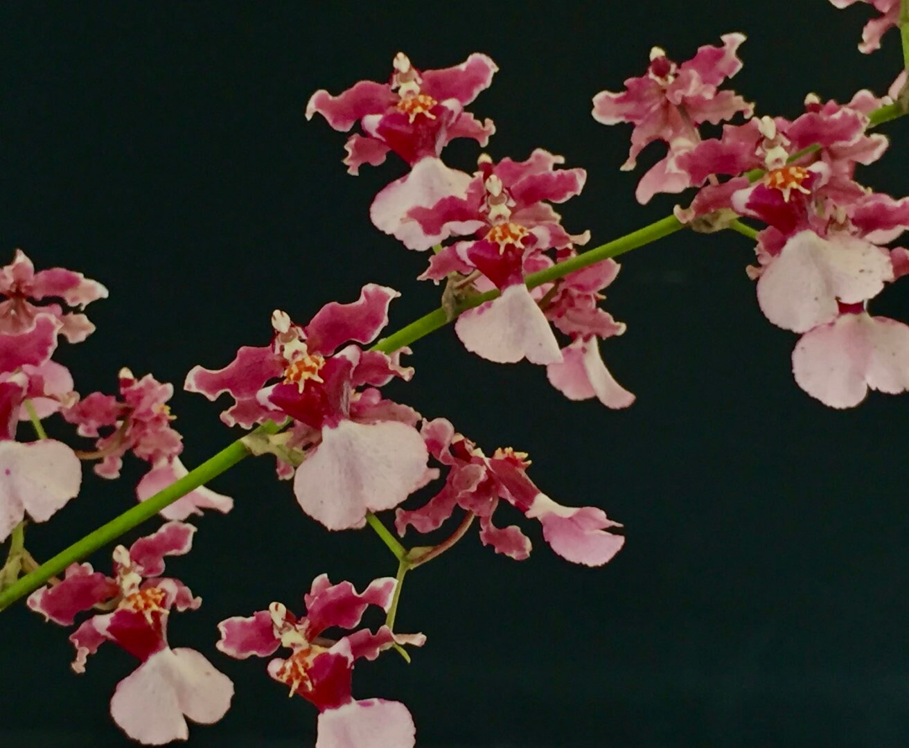 Oncidium Ruth's Rainbow 'Over the Rainbow' - hybrid - orchid