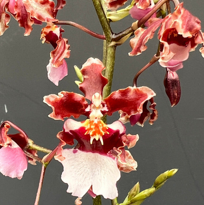 Oncidium Ruth's Rainbow 'Over the Rainbow' - hybrid - orchid