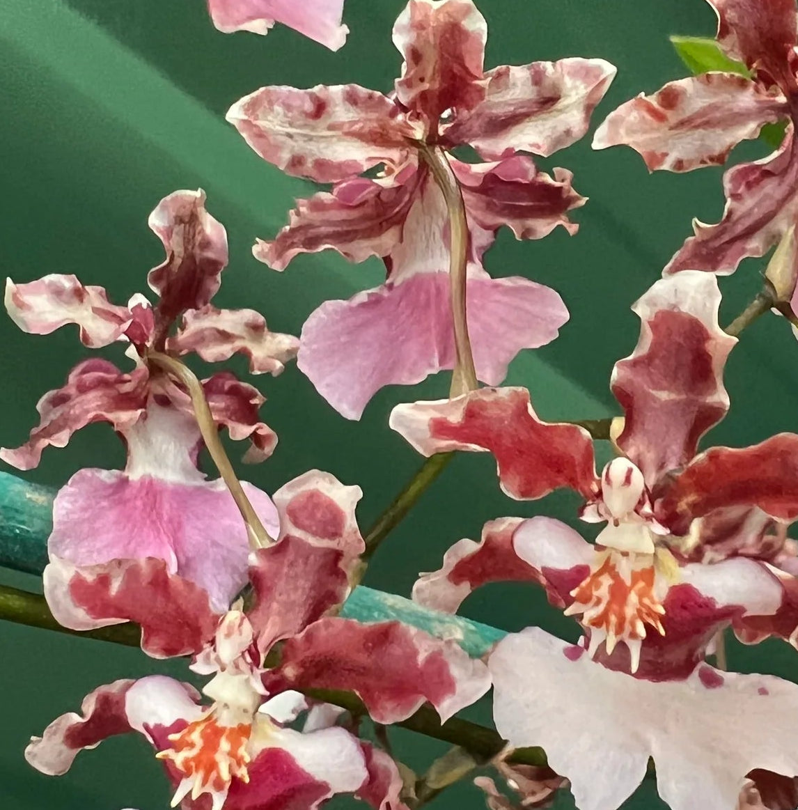 Oncidium Ruth's Rainbow 'Over the Rainbow' - hybrid - orchid