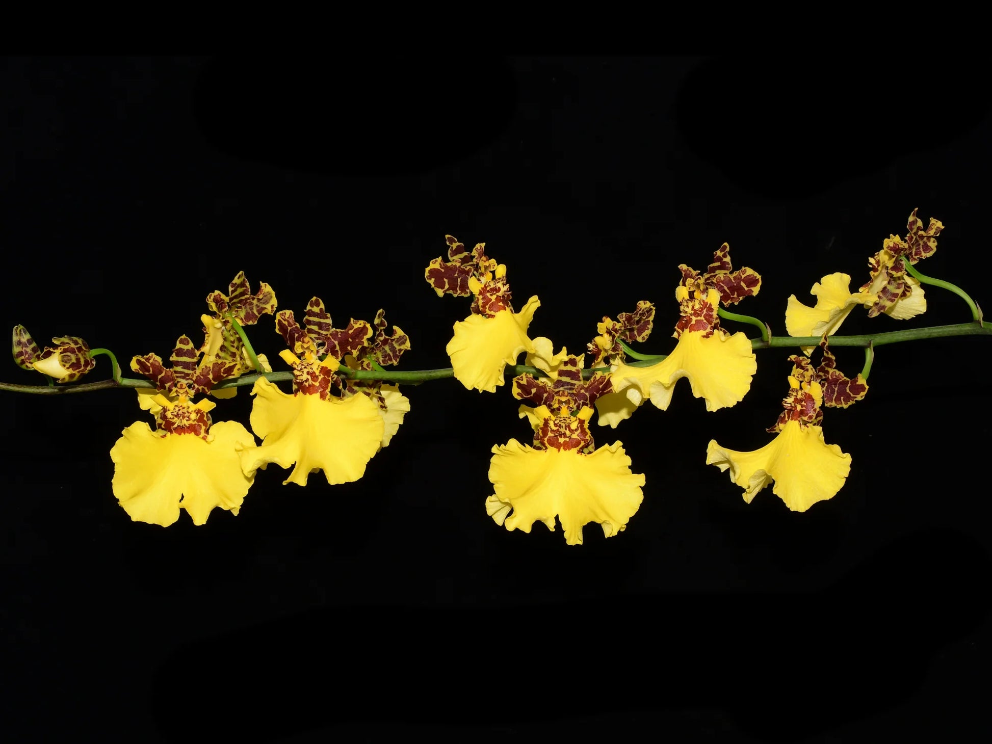Oncidium Jiuhbao Gold 'Tainan' hybrid yellow Oncidium with large flowers