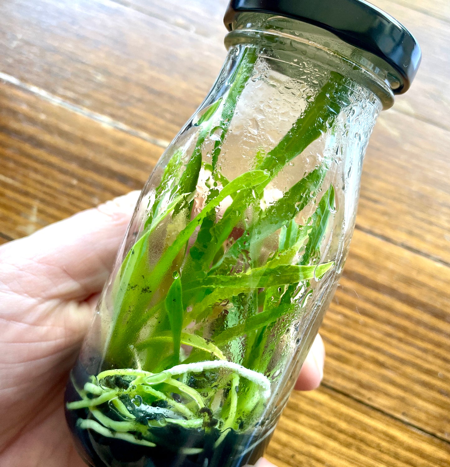 Oncidium micro hobby flask for sale NSW Australia