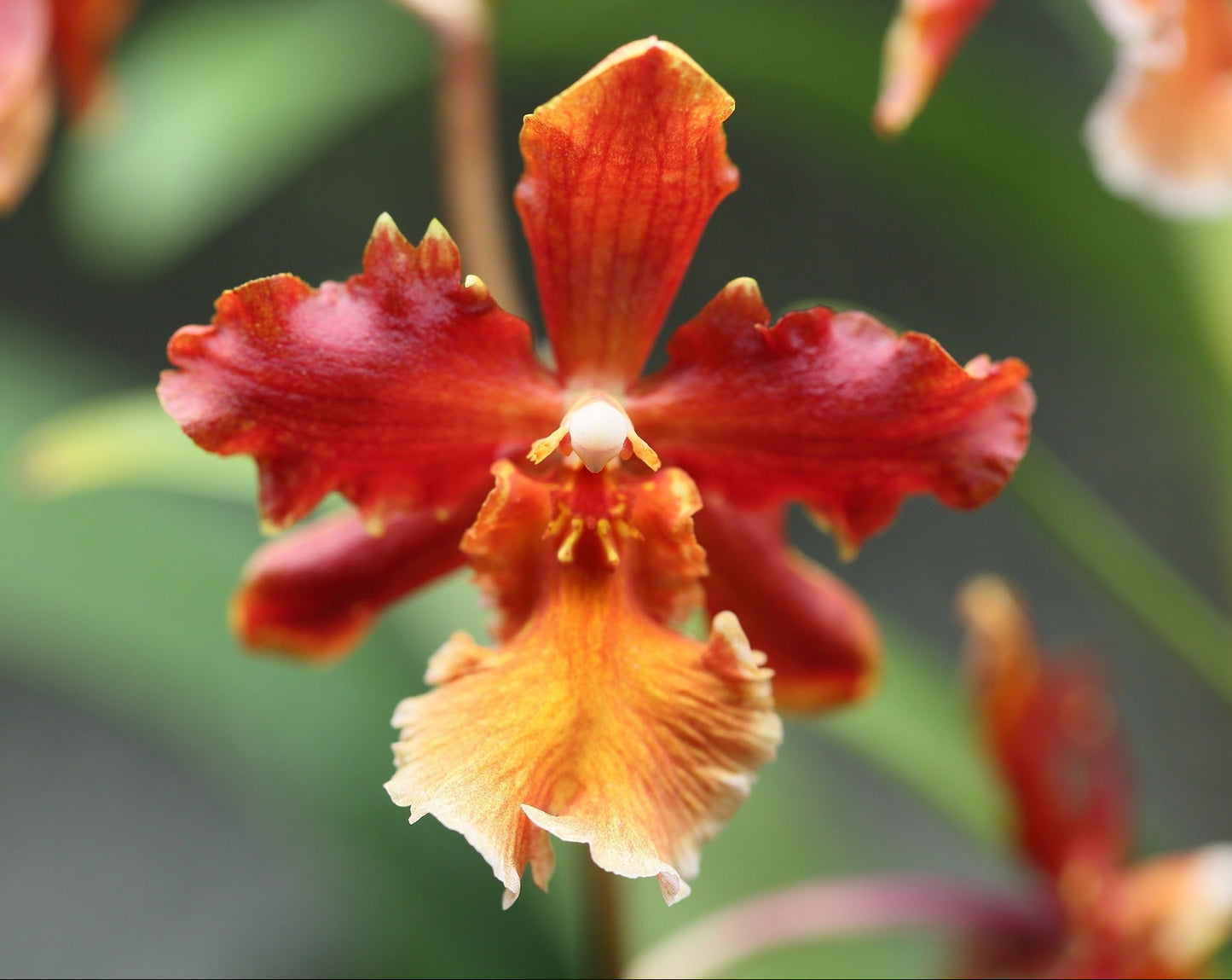 Close-up of a vibrant red and orange Oncostele orchid flower with a blurred green background.