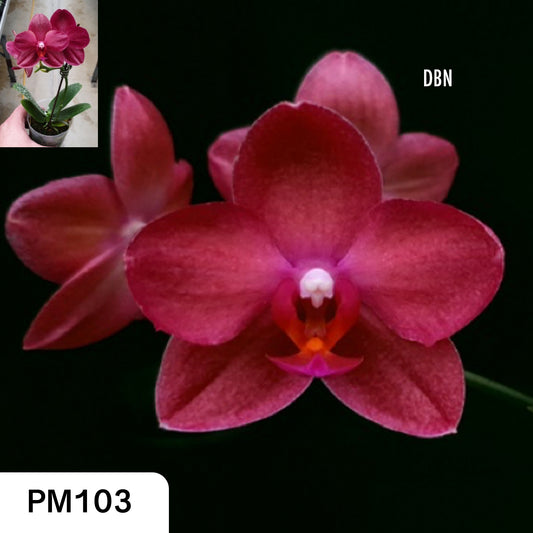 # Phalaenopsis Allura 'Cabernet' - hybrid - orchid
