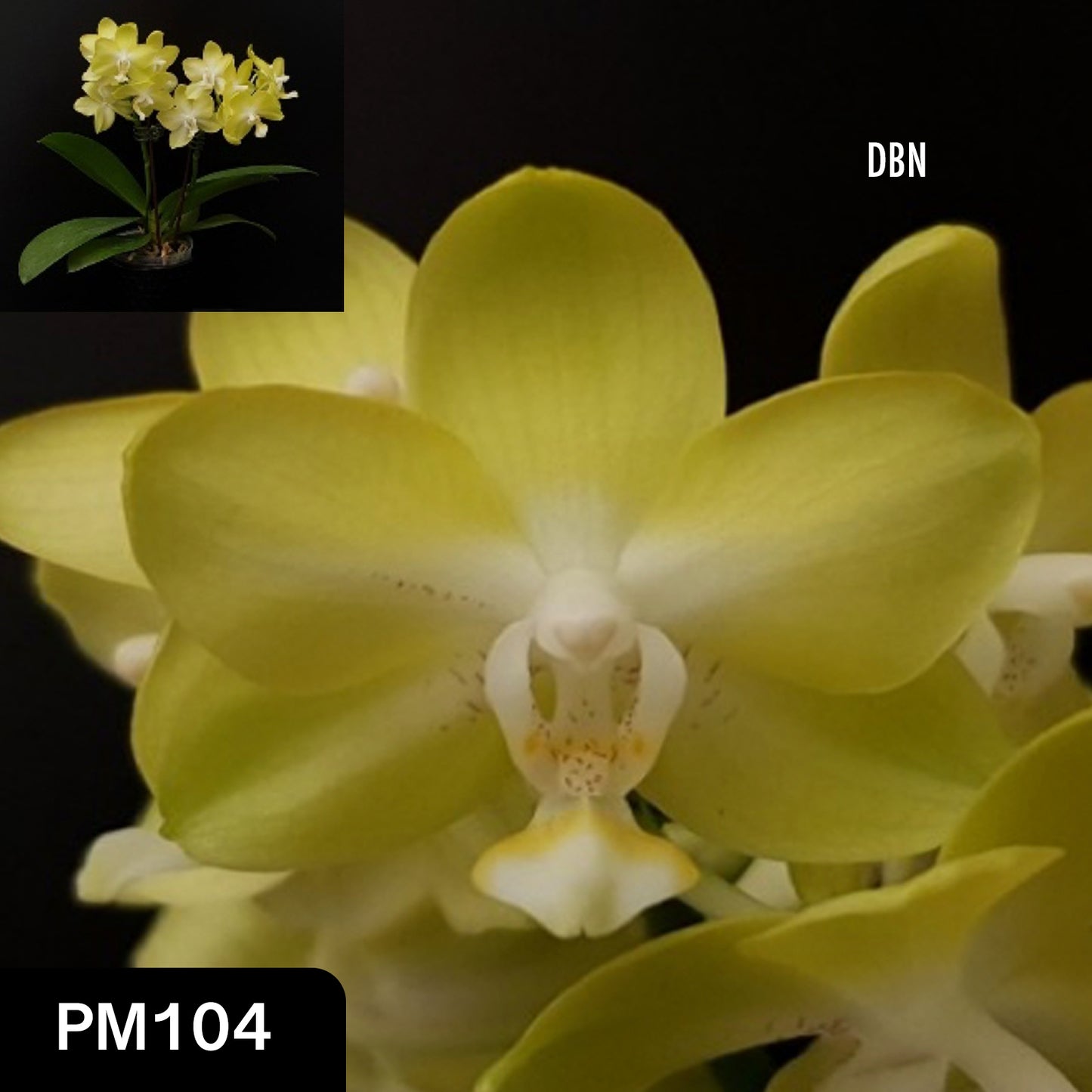 # Phalaenopsis Allura 'Parakeet' - hybrid - orchid