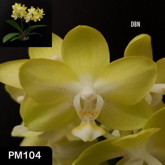 # Phalaenopsis Allura 'Parakeet' - hybrid - orchid