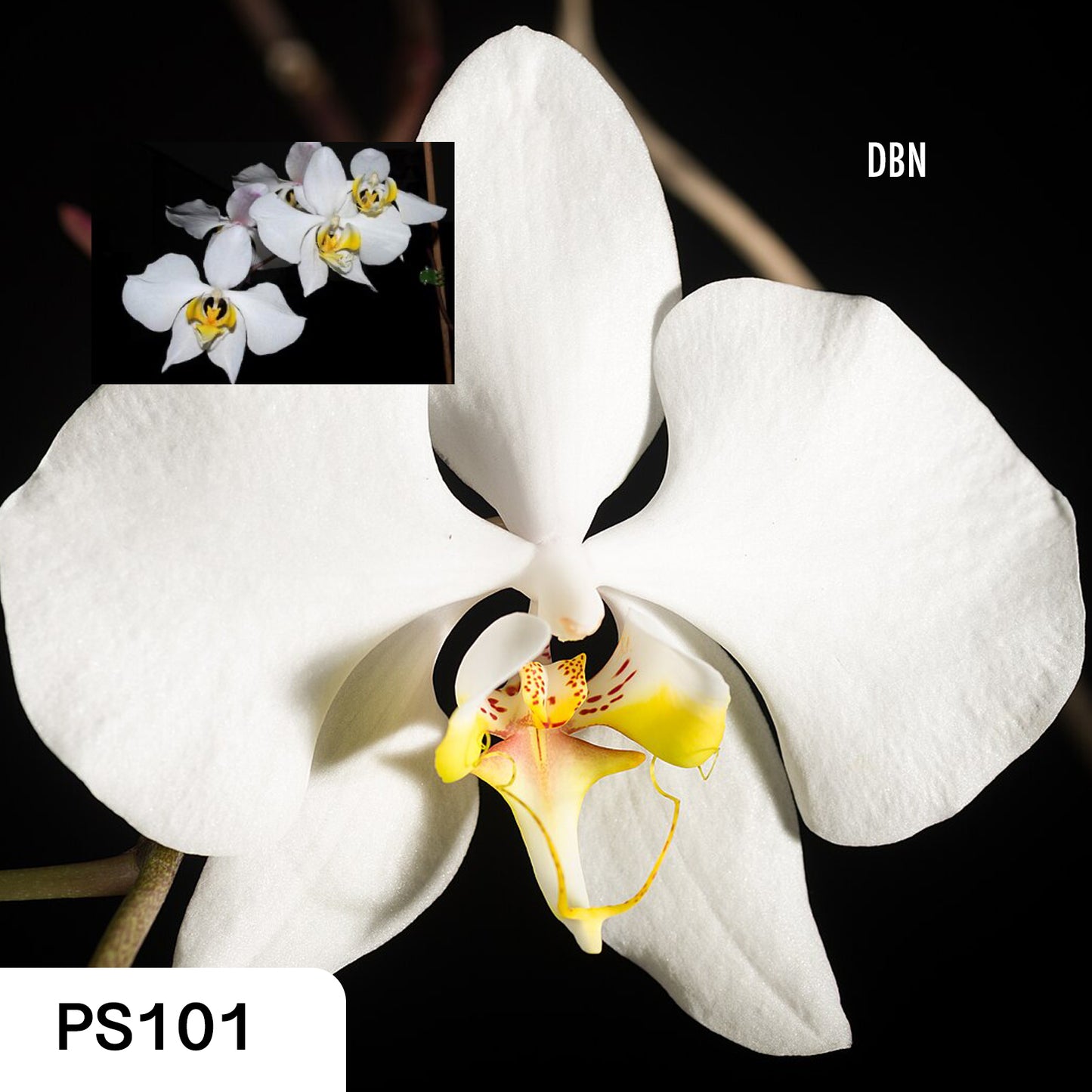 Phalaenopsis amabilis var. sabah - species - orchid