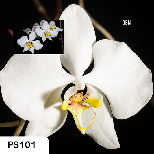 Phalaenopsis amabilis var. sabah - species - orchid