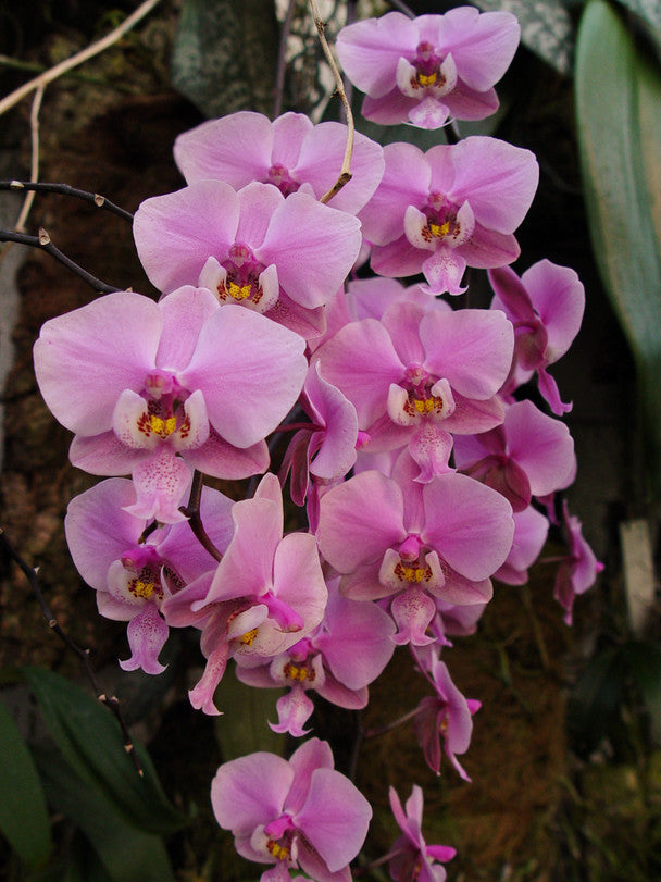 Phalaenopsis schilleriana 'Pink Butterfly' AM/AOS - species - orchid