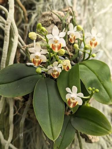 Phalaenopsis_lobbii in bloom mounted
