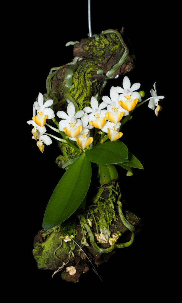 mounted Phalaenopsis lobbii