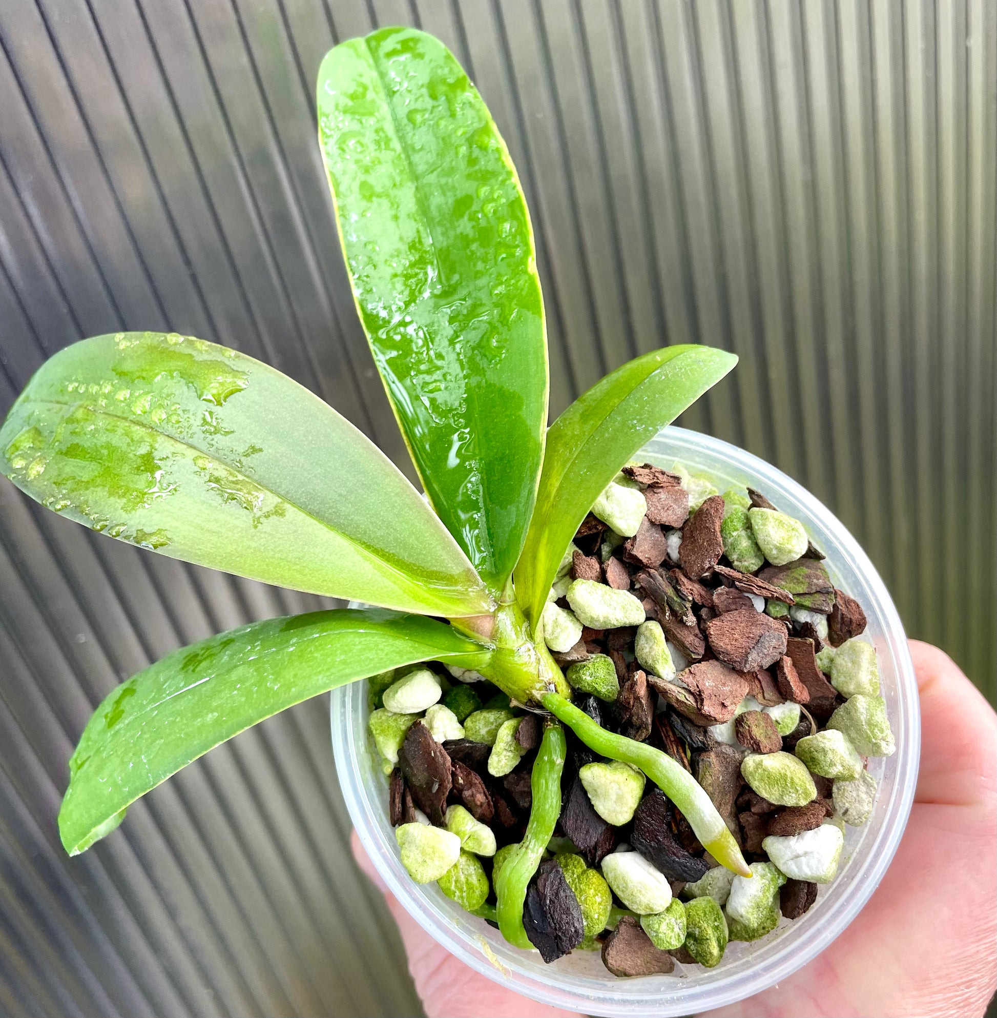 Phalaenopsis amabilis var. sabah seedling for sale in Australia