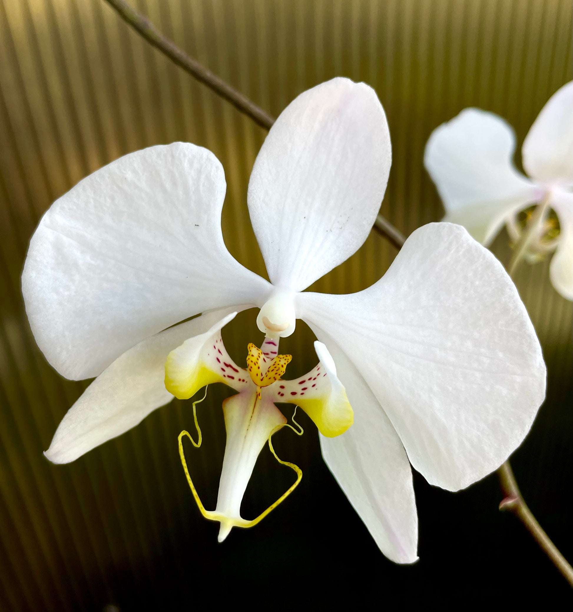 Phalaenopsis amabilis var. sabah