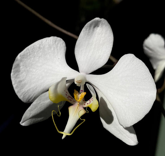 Phalaenopsis amabilis var. sabah