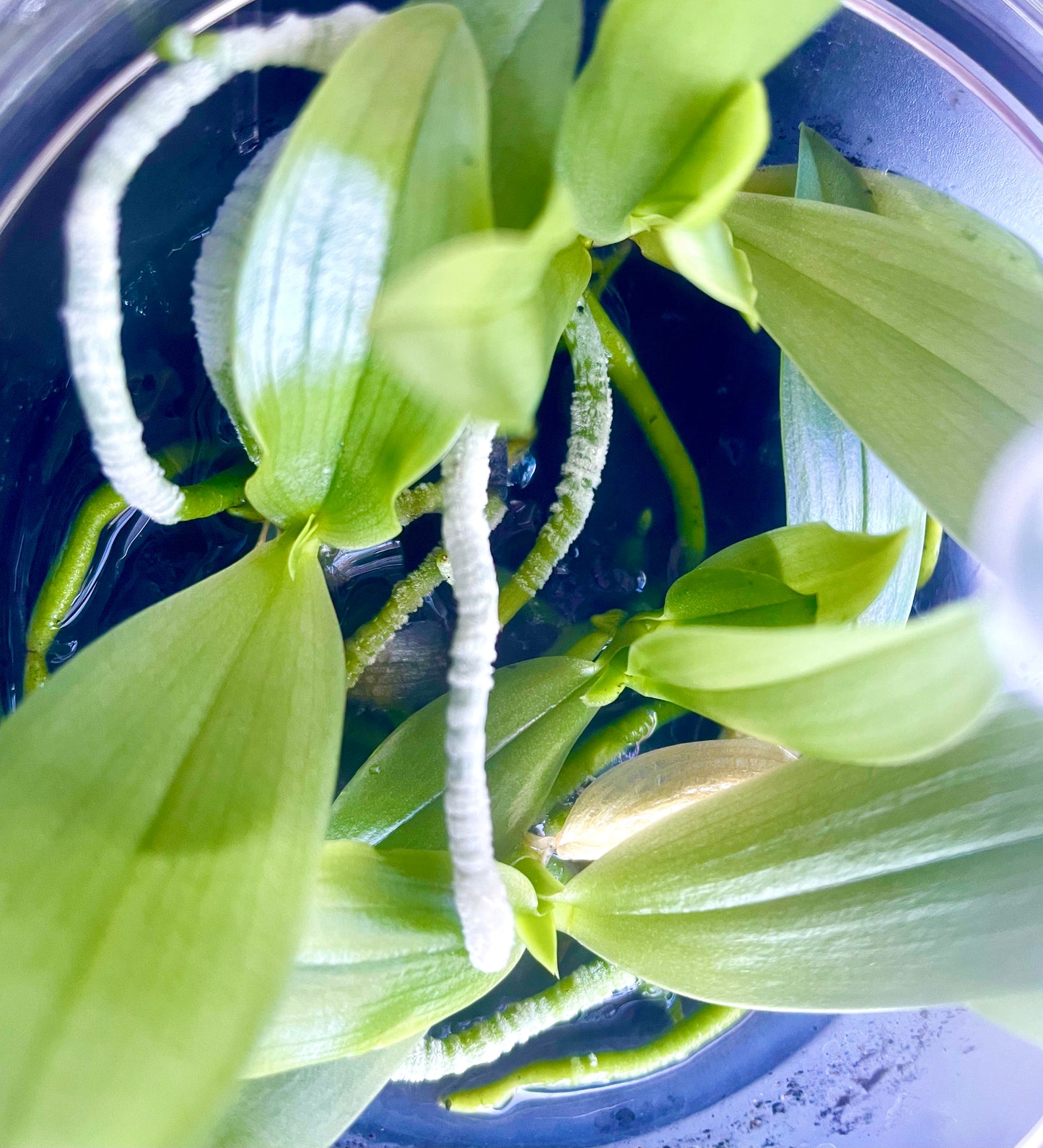 Phalaenopsis bellina hobby flask of 5 plants/seedlings available for sale NSW Australia