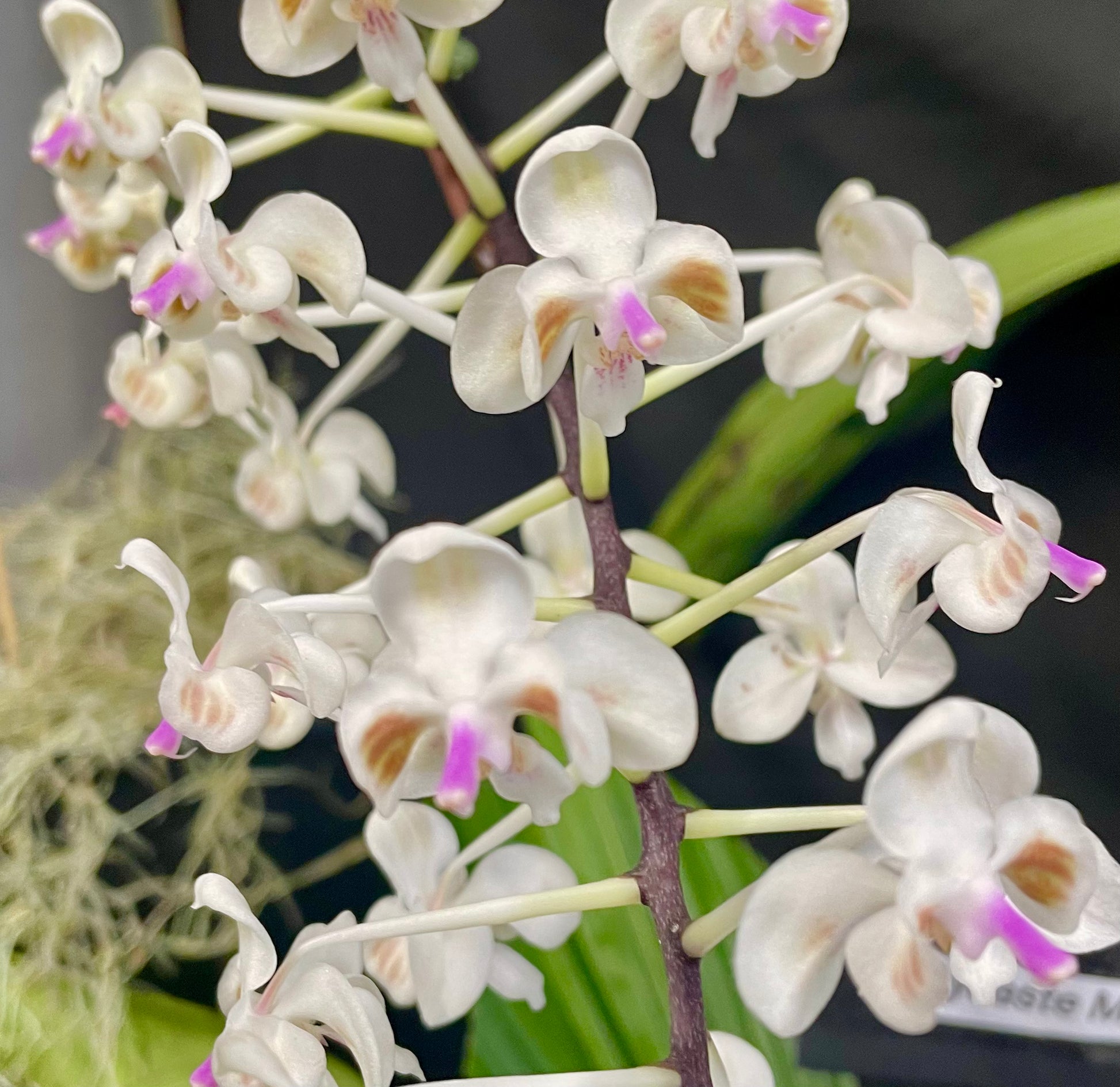 Phalaenopsis celebensis micro hobby flasks 5 plants/seedlings for sale in Australia NSW