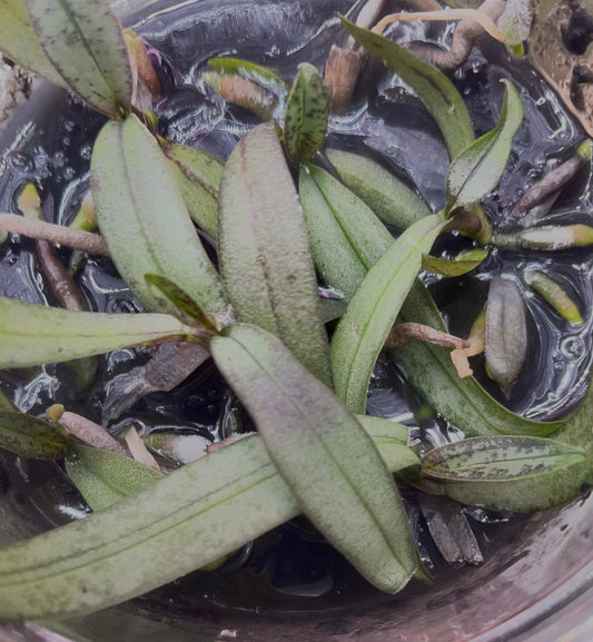 Phalaenopsis celebensis micro hobby flasks 5 plants/seedlings for sale in Australia NSW