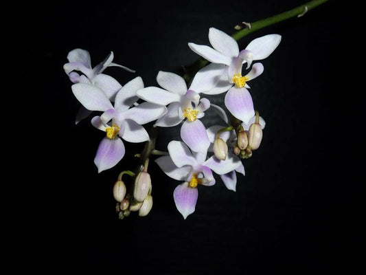 Phalaenopsis equestris Blue Lip
