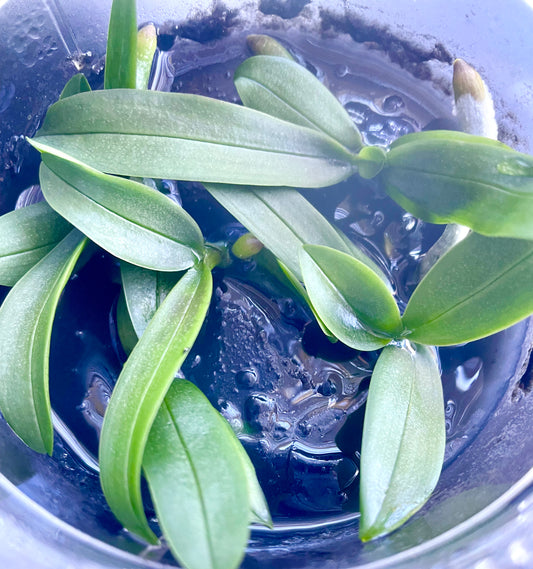 Phalaenopsis equestris 'Blue Lip' hobby flask of 5 plants available for sale in Australia NSW
