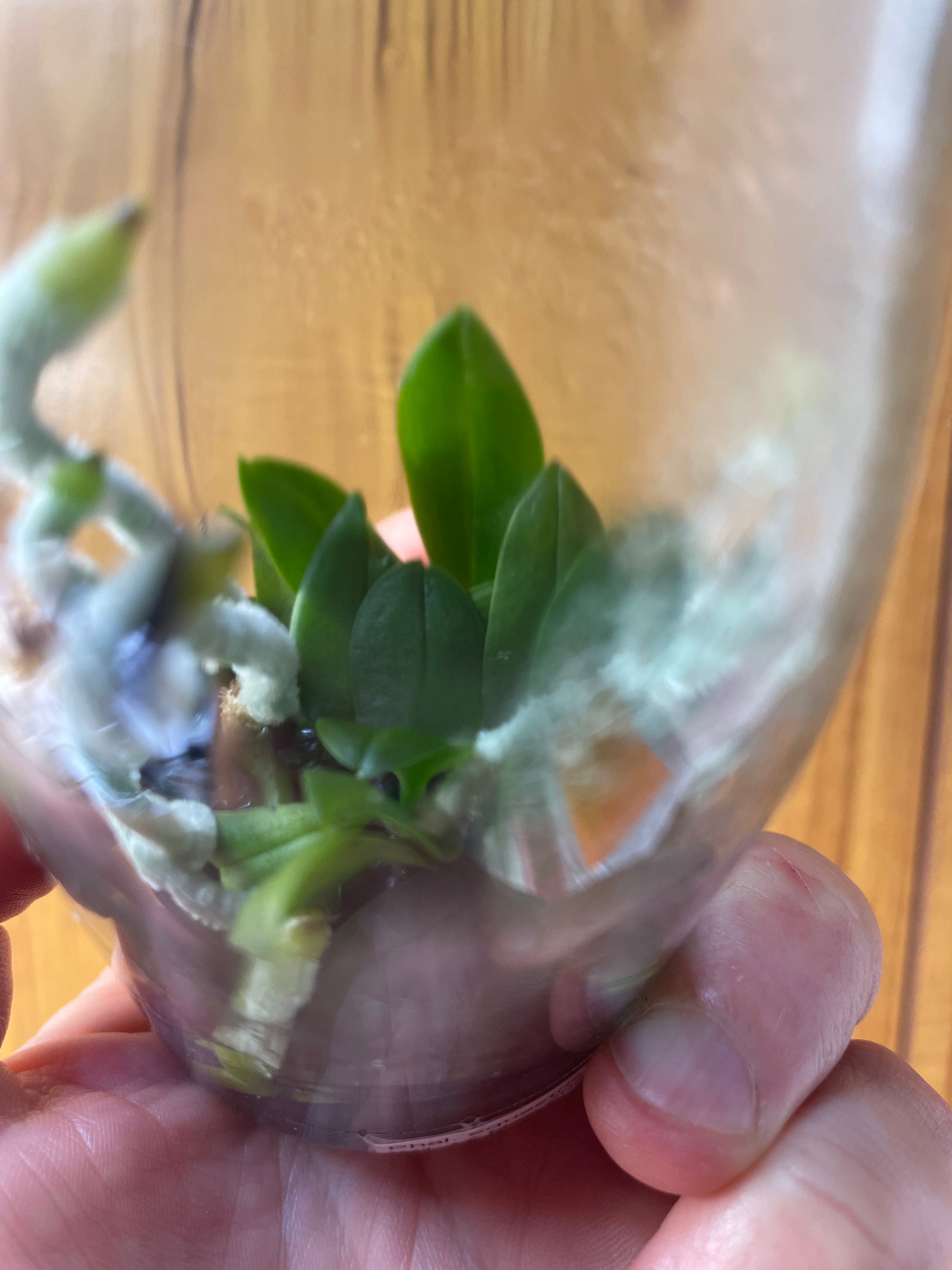 Small orchids in a clear glass flask held by a hand against a wooden background