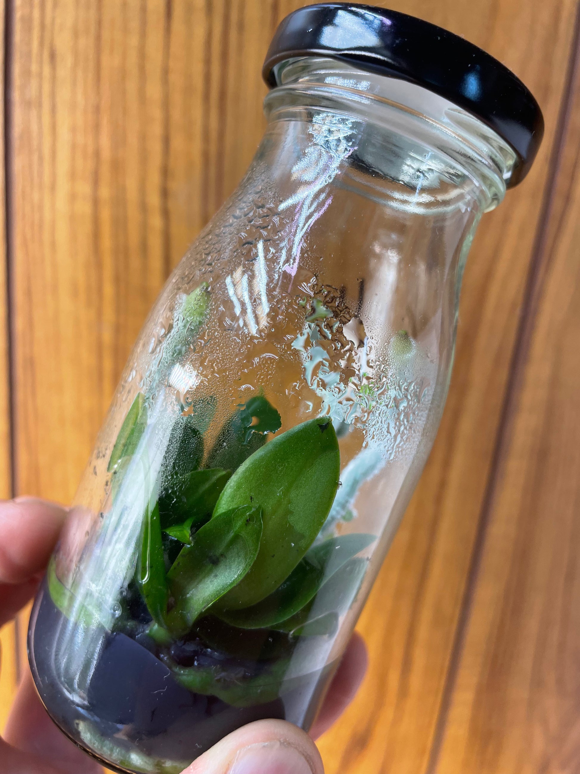 Glass flask with small orchids inside, held against a wooden background