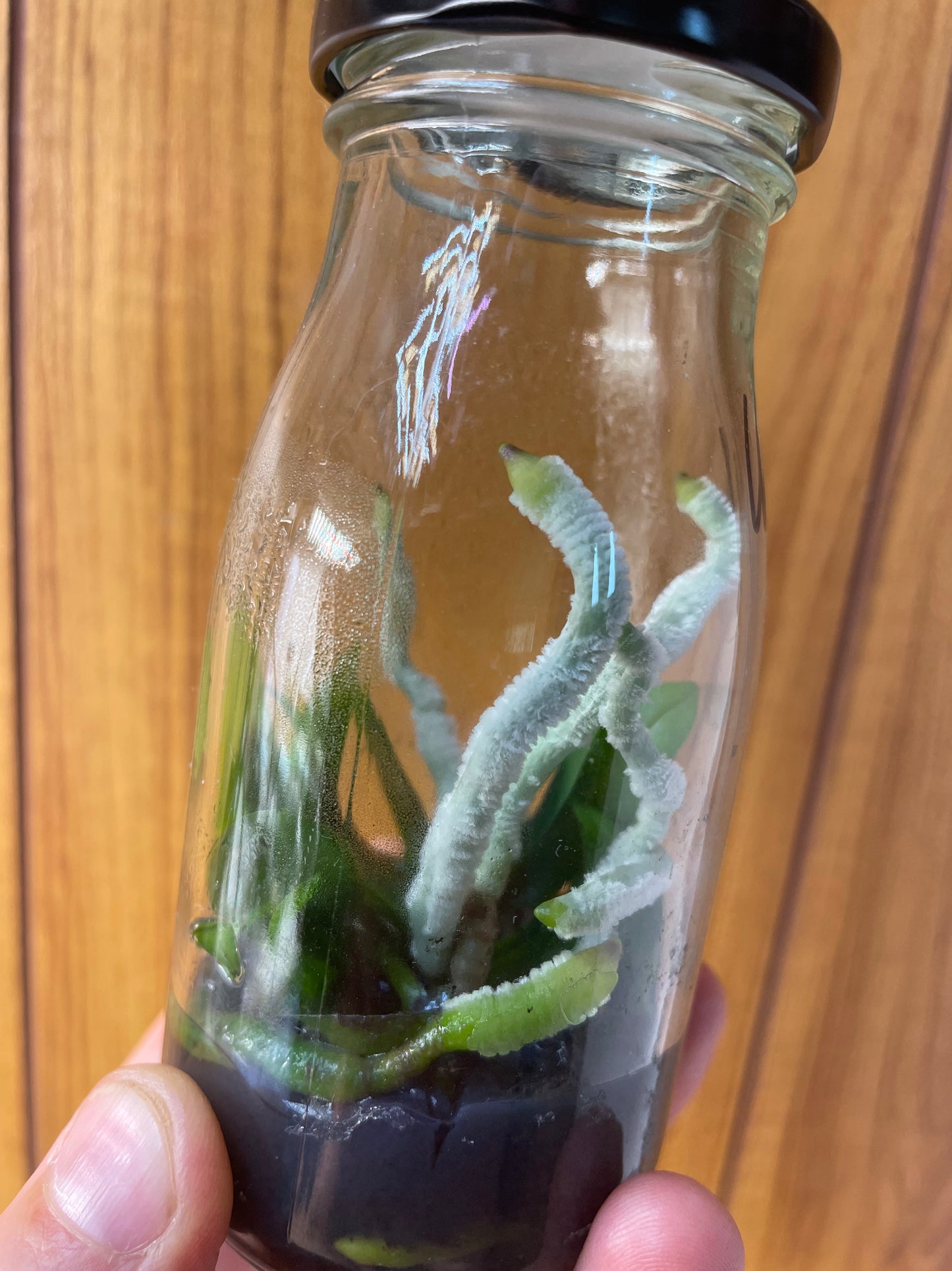 Small orchids inside a glass bottle held against a wooden background