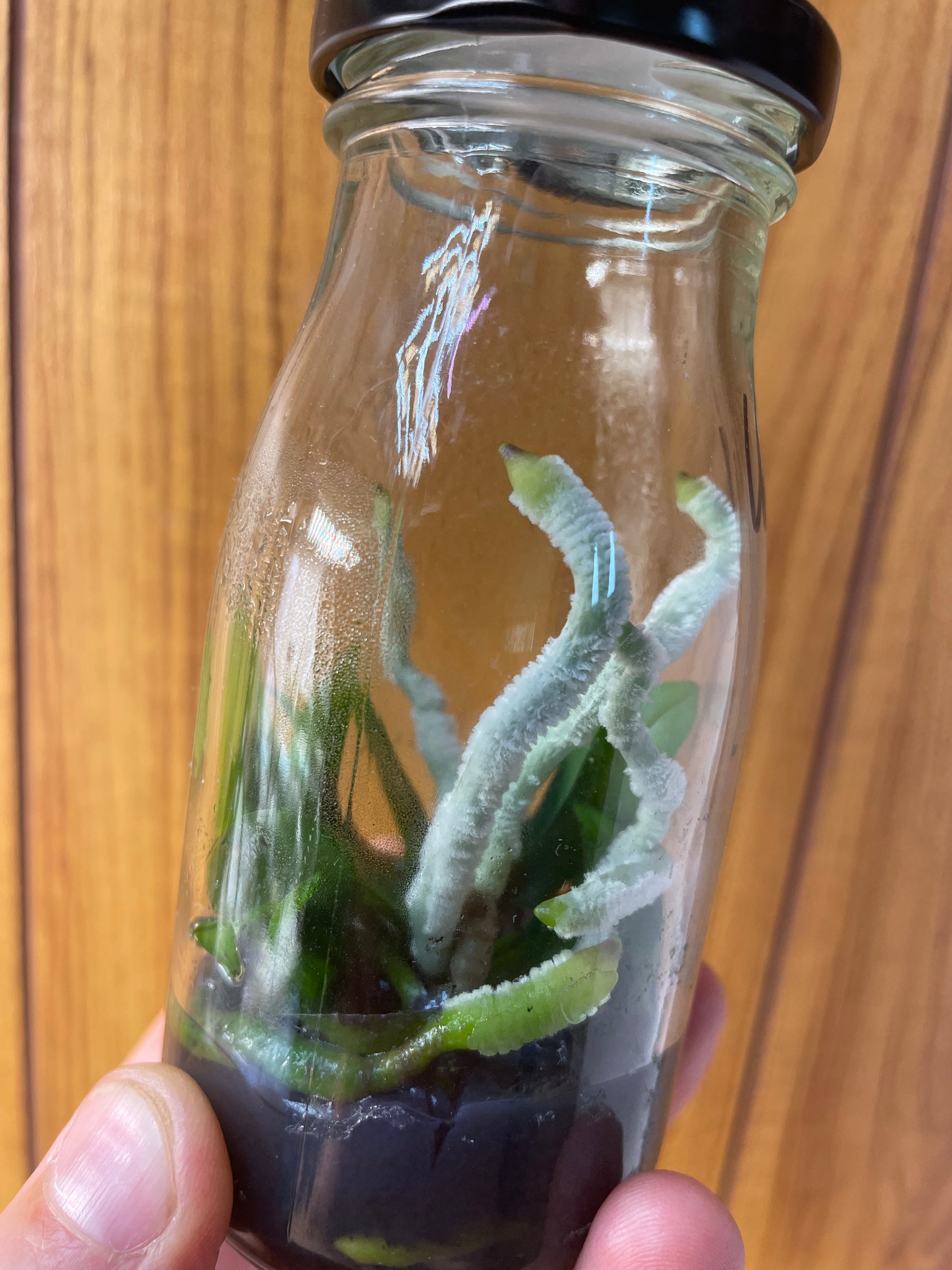 Small orchids inside a glass bottle held against a wooden background