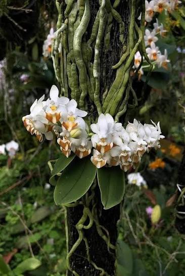 Phalaenopsis lobbii in bloom