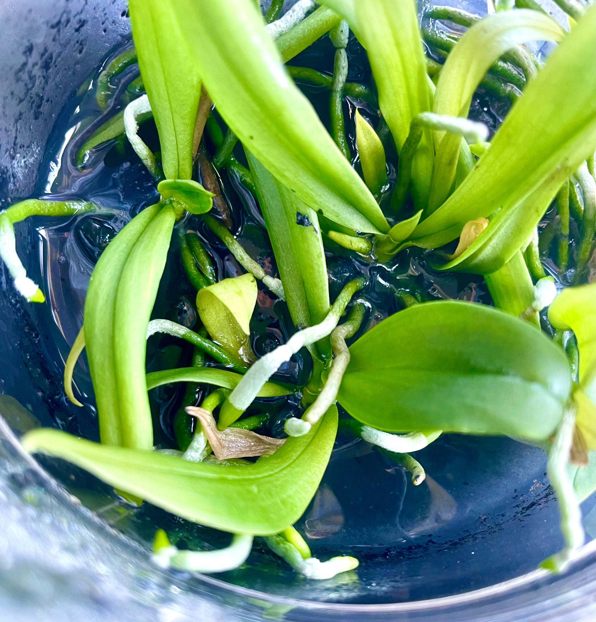 Phalaenopsis_lobbii Micro Hobby Flask 5 seedlings available for sale in Australia NSW