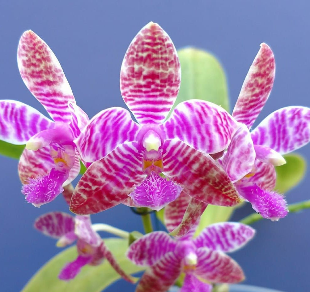 Close-up of a pink and purple orchid with a blurred blue background