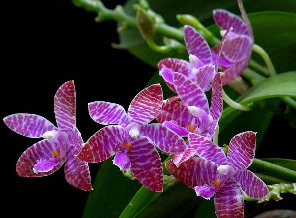Close-up of purple orchids with green leaves on a dark background