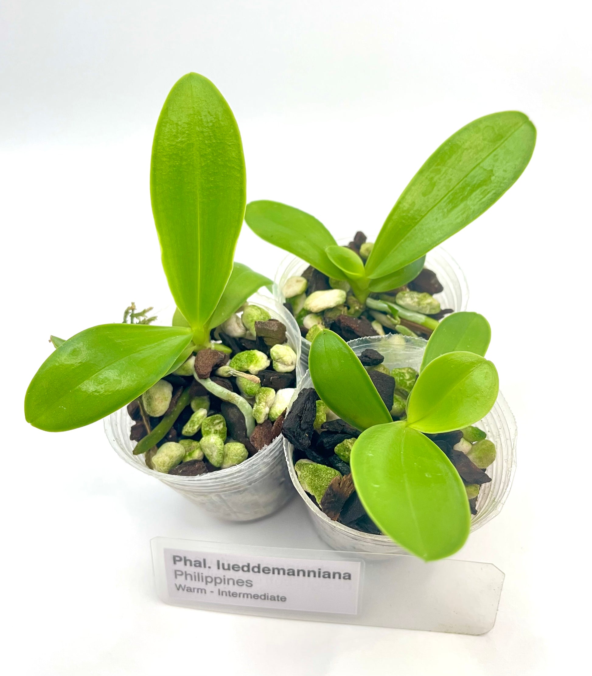 Phalaenopsis lueddemanniana seedlings for sale in Australia