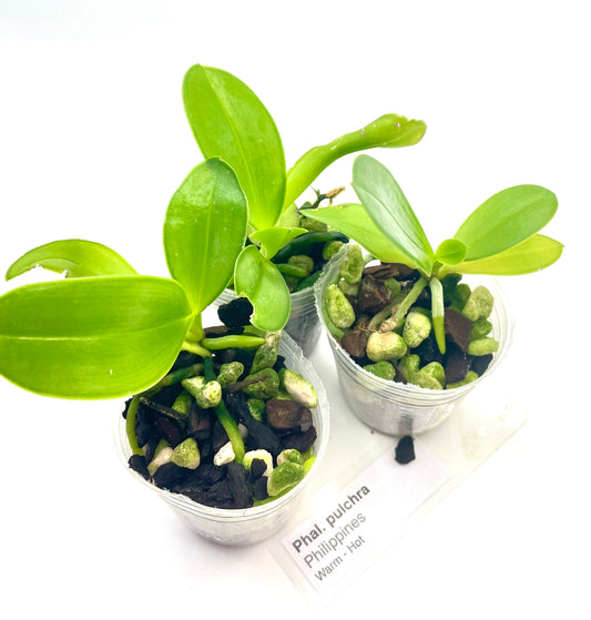 Phalaenopsis pulchra seedlings available for sale in NSW Australia