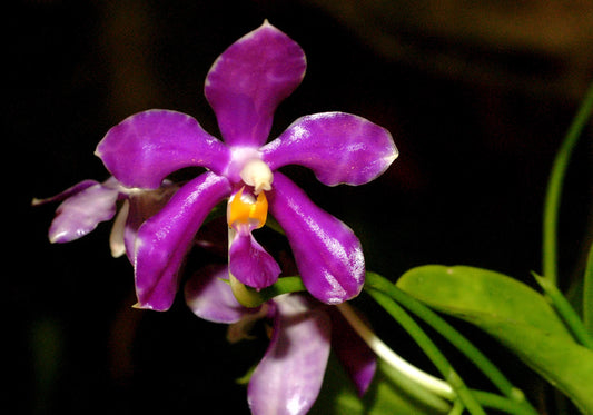 Phalaenopsis pulchra available for sale in NSW Australia