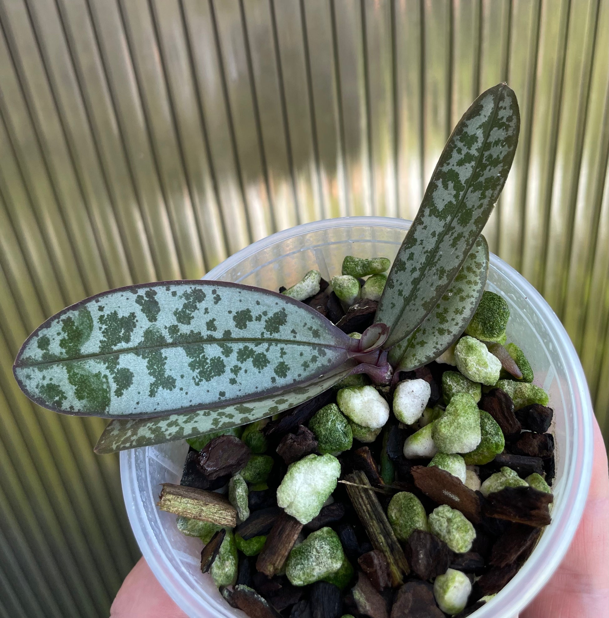Phalaenopsis schilleriana 'Pink Butterfly' AM/AOS young clones for sale NSW Australia
